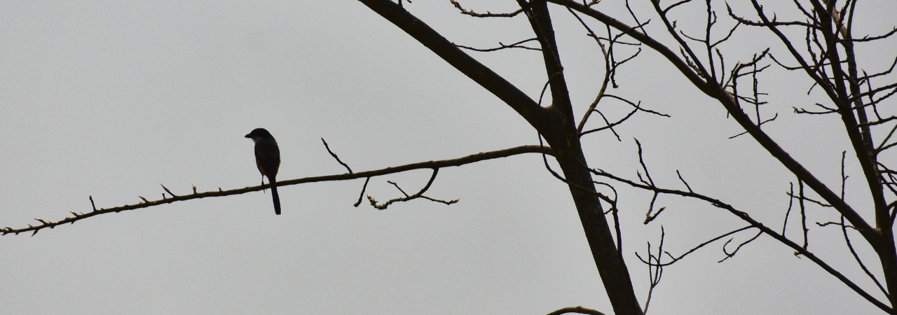 single bird perched on a long thin tree branch, against grey sky