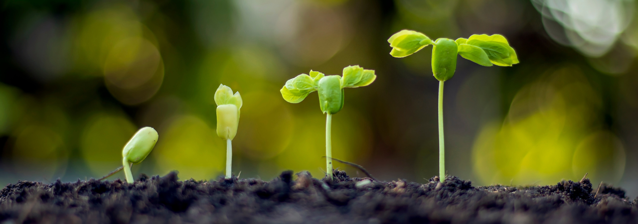 Close up of soil with four increasingly growing seedlings to plants